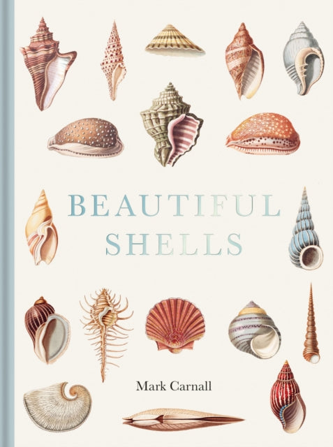 Beautiful Shells - Book from The Bookhouse Broughty Ferry- Just £25! Shop now