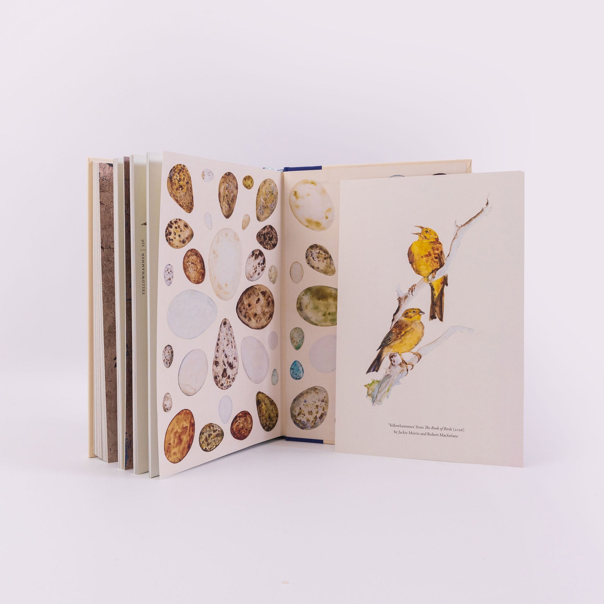 The Book of Birds - SIGNED EXCLUSIVE INDIE EDITION - Book from The Bookhouse Broughty Ferry- Just £31.50! Shop now