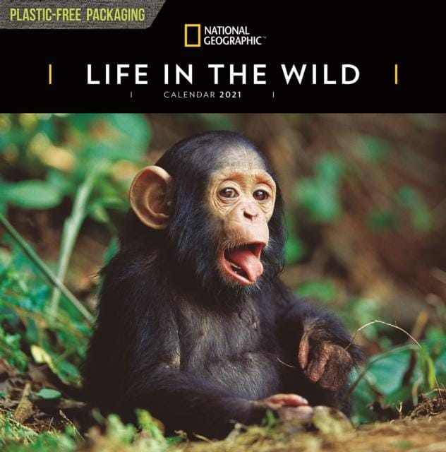 Life in the Wild National Geographic Square Wall Calendar 2021 - Book from The Bookhouse Broughty Ferry- Just £4.99! Shop now